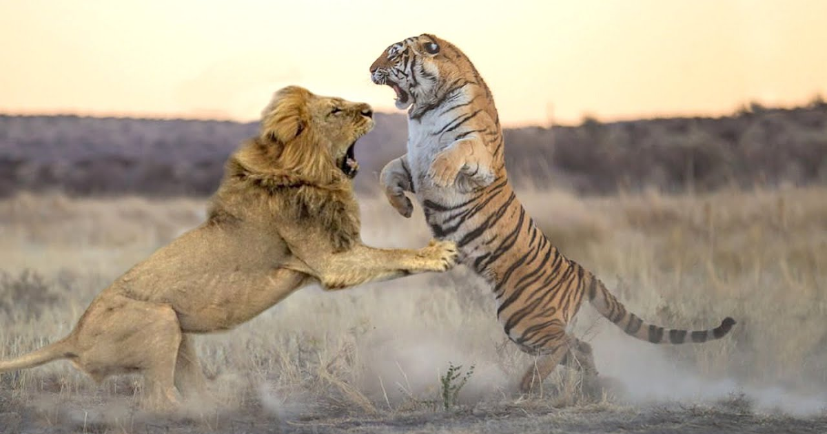 lion-vs-tiger-1-1697470107.png