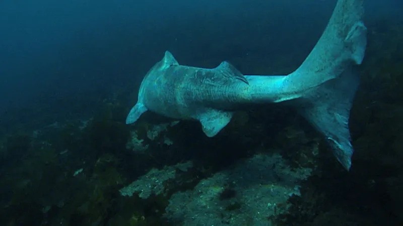 greenland-shark-1698227325.jpg