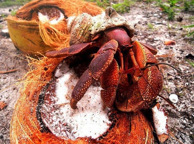 1ee136aa7cfedbd1c7ea1cf2e168ee35-coconut-crab-hermit-crabs-1510389033397-ufoh-1699702352.jpg