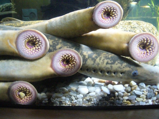petromyzon-marinus-001-aquarium-finisterrae-1699930623.jpg