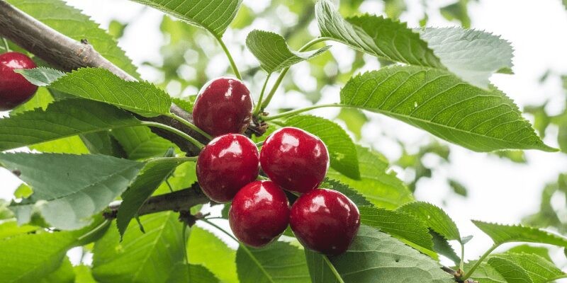 cherries-on-tree-1701157684.jpg