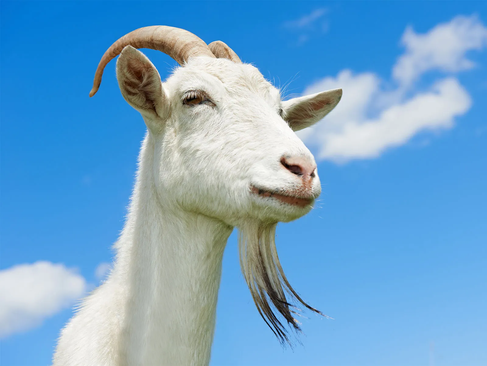 white-goat-1702455927.jpg