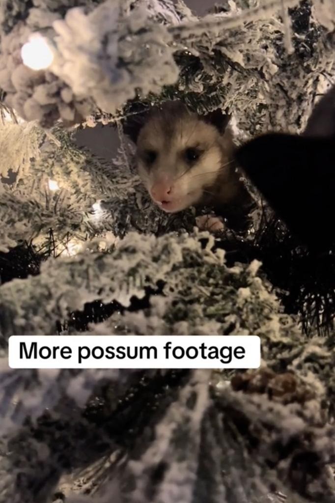 opossum-texas-1-1-1702875326.jpg