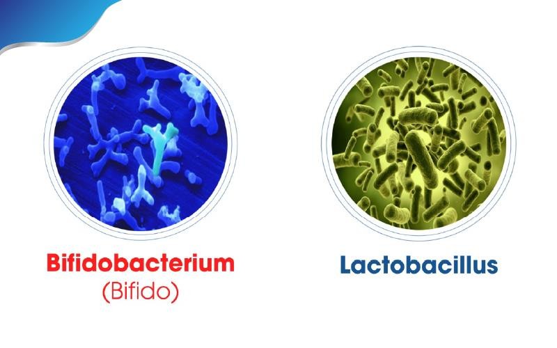 lactobacillus-2-1703240410.jpg