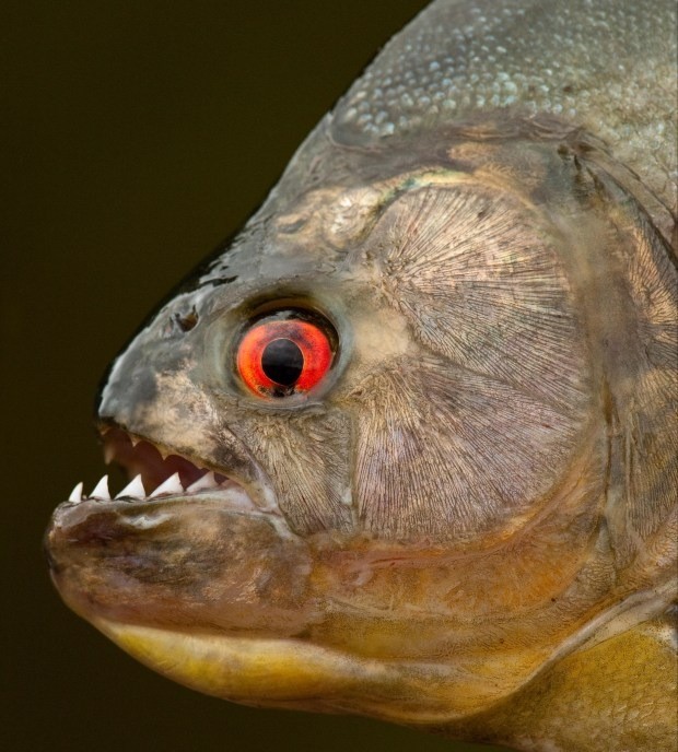 ca-piranha-can-nguoi-5-1705046242.jpg