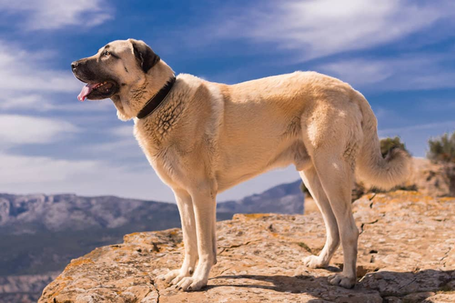 cho-kangal-9192-6245-1705045496.png