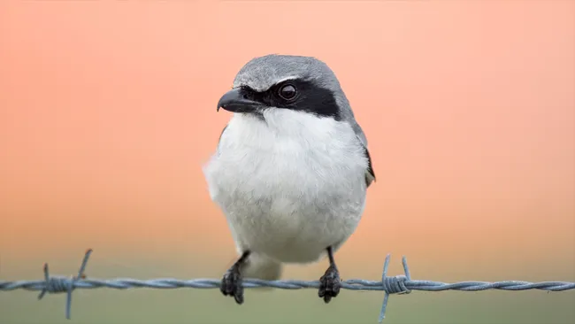 loggerhead-shrike-1-1705920931.jpg