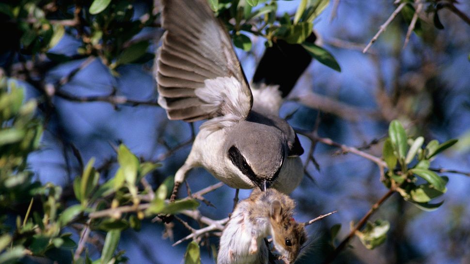 loggerhead-shrike-2-1705920931.jpg