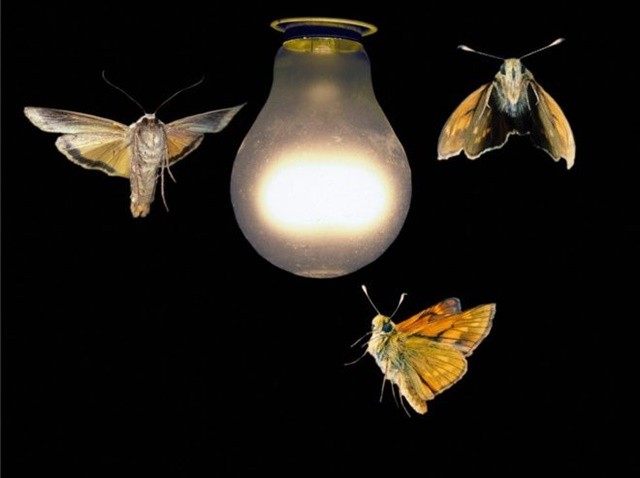 97165554-z3550959-moths-around-a-light-bulb-spl-1706675501.jpg