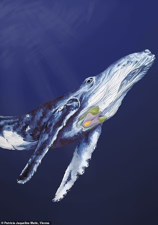 81648263-13119021-this-painting-of-a-humpback-whale-indicates-the-cartilages-of-th-a-21-170872422026-1708831898.jpg