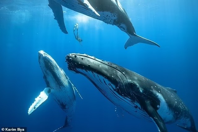 81648267-13119021-three-young-humpback-whales-swim-with-a-diver-baleen-whales-spec-a-23-170872370144-1708831895.jpg