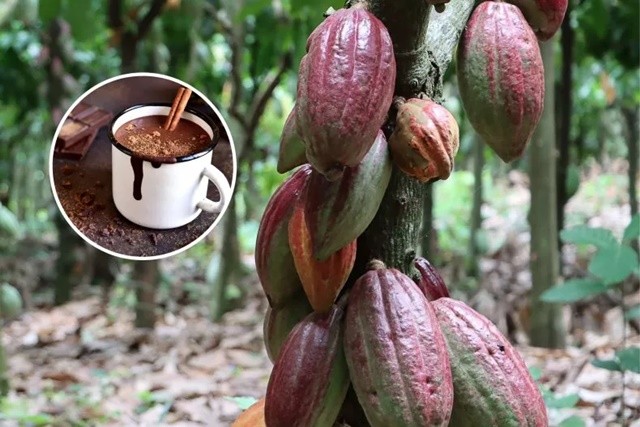 cacao-plant-1709978600.jpg