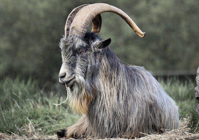 irish-goat-7429437-1280-1712896038.jpg