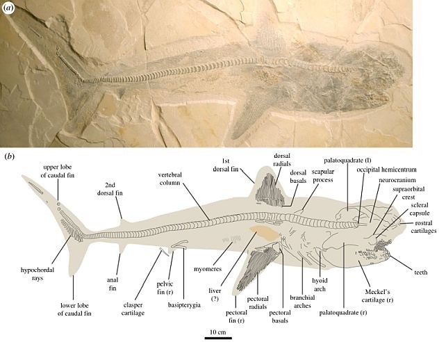 anatomy-ptychodus-shark-revealed-1-1714018659.jpg