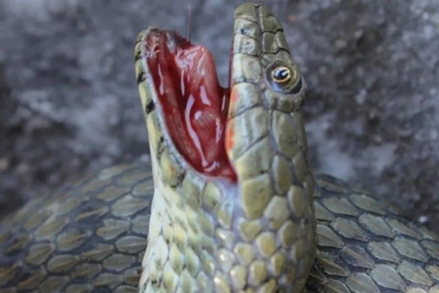 snake-dead-blood-mouth-11zon-1715314643.jpg
