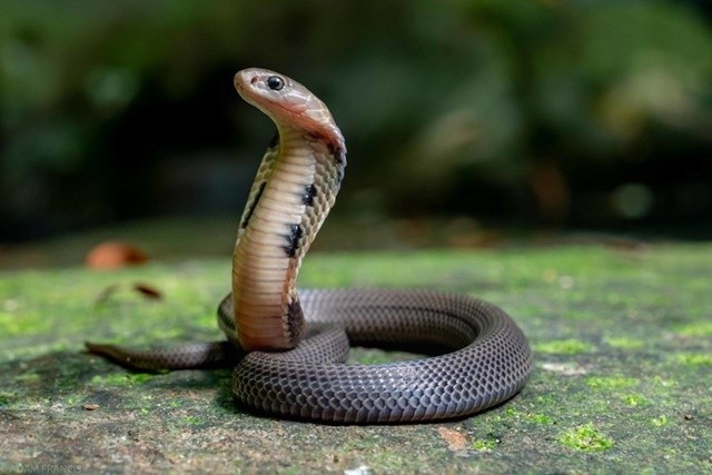 images2844902-1chinese-cobra-naja-atra-grey-morph-33-jpwe-1717243659.jpg