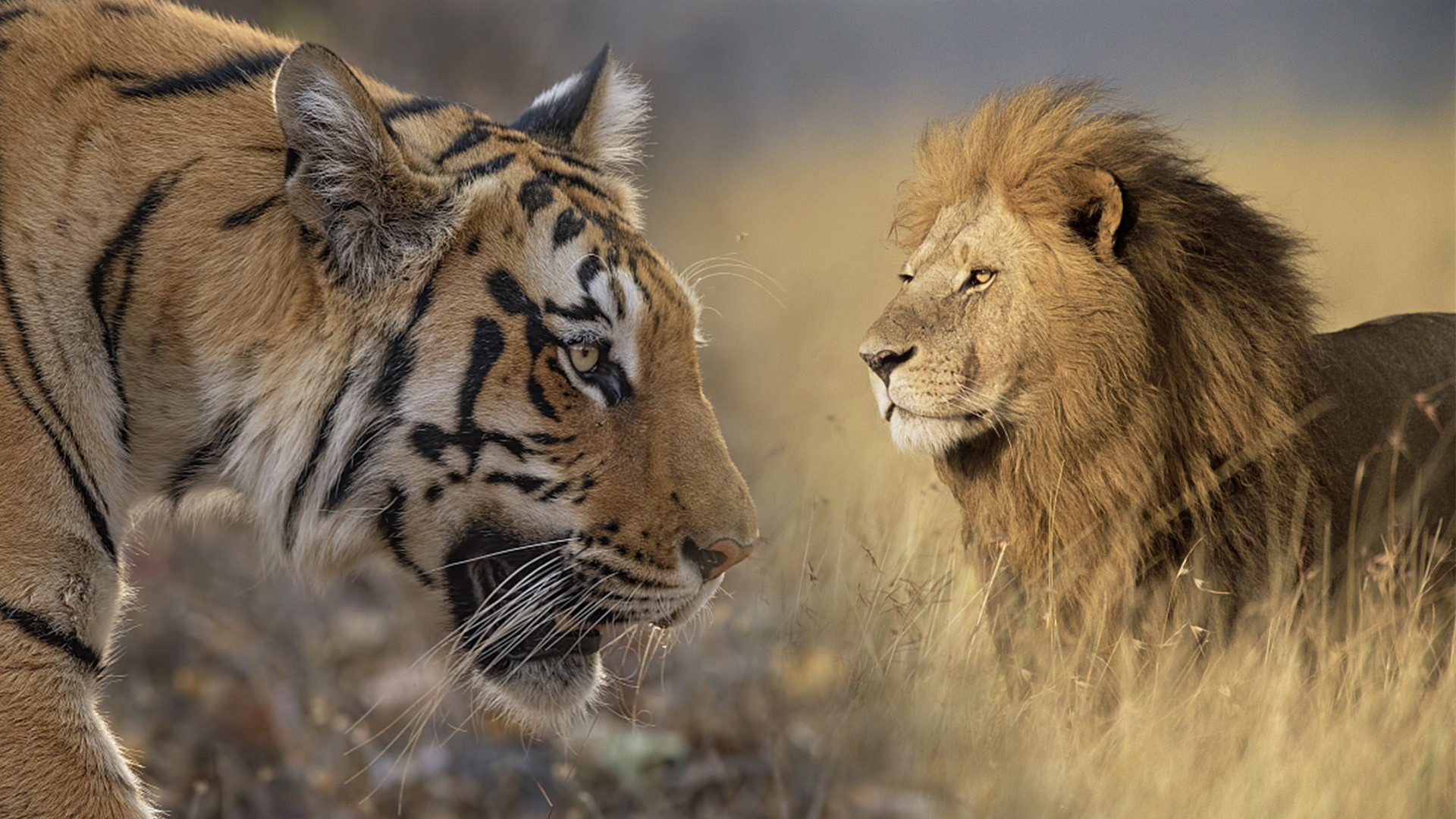 lion-vs-tiger-2-1697469482.jpeg
