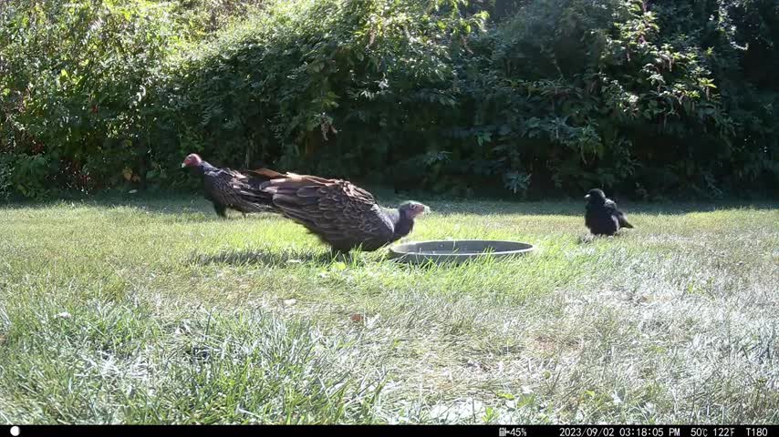 clever-crow-outsmarts-two-turkey-vultures-with-one-move-1701942017.mp4