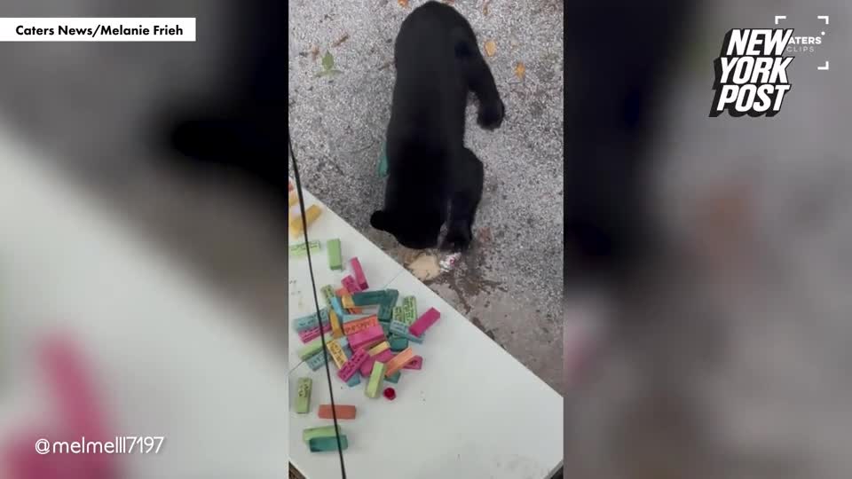 gau-an-trom-1697895310.mp4