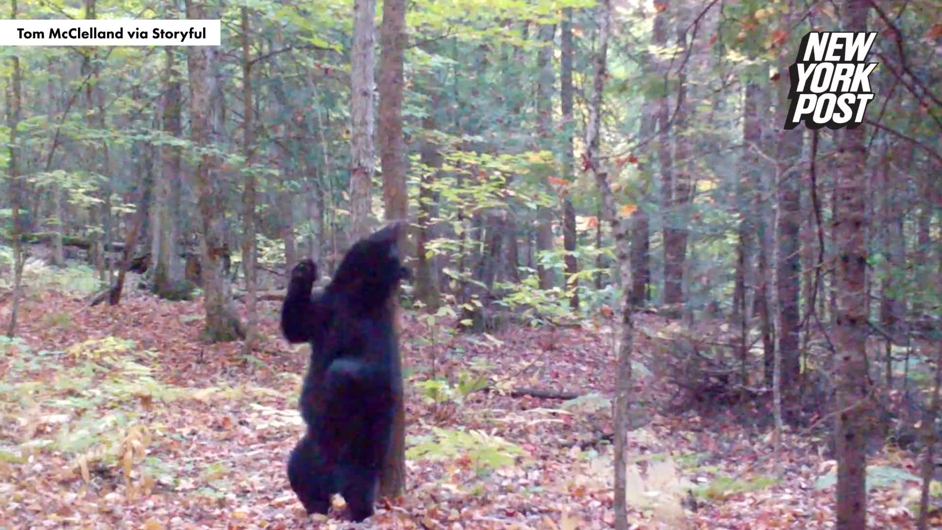 gau-nhay-goi-cam-1698392558.mp4