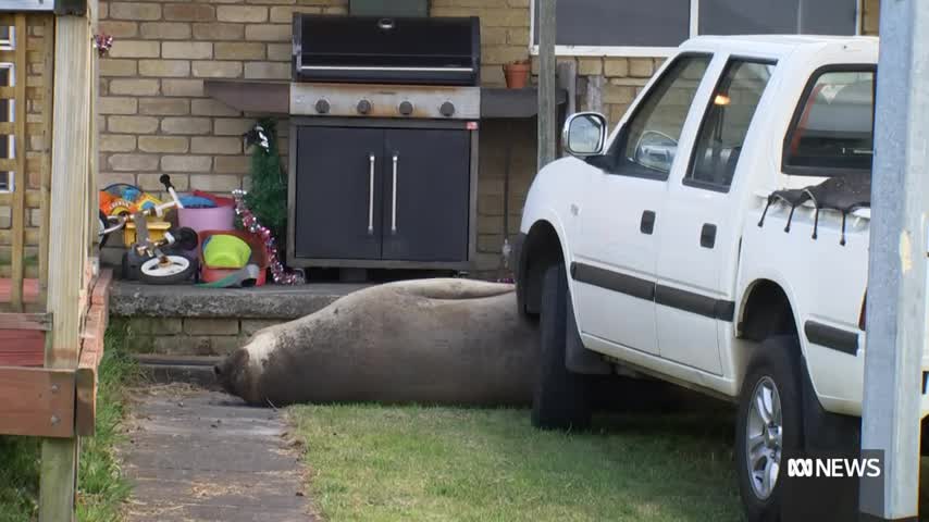 hai-cau-1701230620.mp4