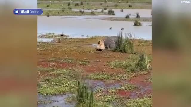 linh-cau-tan-cong-ha-ma-1704945795.mp4