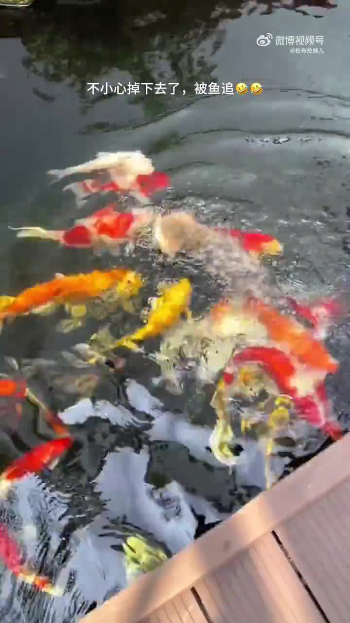 meo-ca-1700041306.mp4