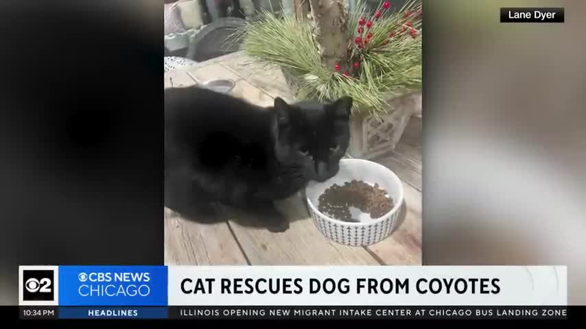 meo-den-cuu-cho-1704773085.mp4