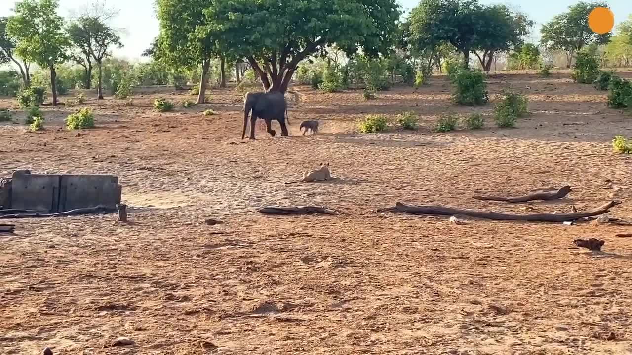 mother-elephant-gives-up-on-a-twin-to-save-the-other-from-lions-1702352496.mp4