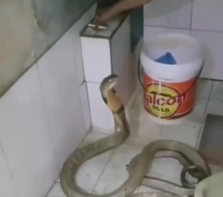 tam-cho-ran-1698309591.mp4