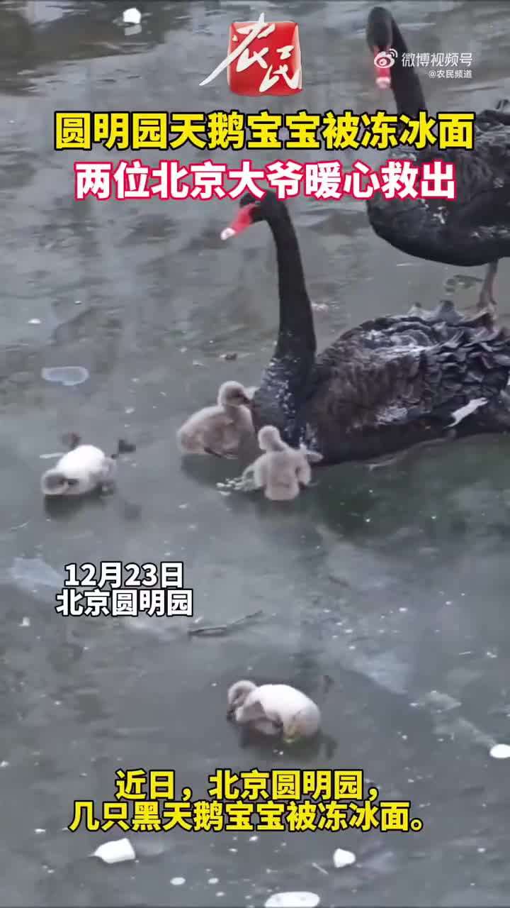 thien-nga-den-1-1703668953.mp4