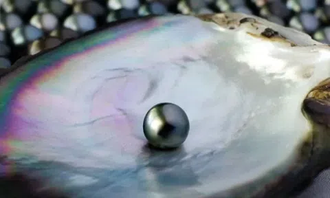 Huyền thoại về nghề khai thác ngọc trai vùng Hợp Phố: Hào quang và nước mắt dưới lòng biển cả