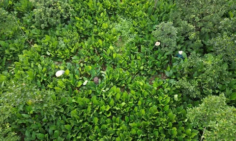 Hà Nội: Làng nghề lá dong Tràng Cát vào vụ Tết