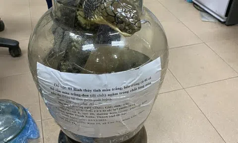 Mua rắn hổ chúa về "trấn chồng", người phụ nữ bị phạt 500 triệu đồng.