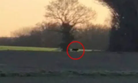 Đi chơi ở vùng nông thôn, người phụ nữ phát hiện con 'quái thú bí ẩn' đang rình rập săn mồi trên cánh đồng