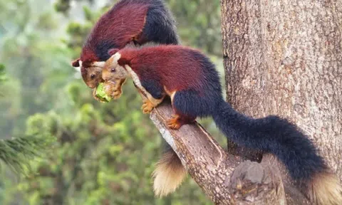 Phát hiện loài sóc khổng lồ nhất thế giới với chiều dài lên tới 1 mét