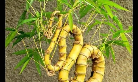 Tre Bonsai - xu hướng chơi cây kiểng mới của giới trẻ hiện nay