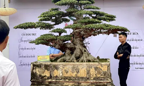 Ra mắt Hội Bonsai 1977: Hội tụ 500 nghệ nhân, chủ nhà vườn toàn quốc tại sân chơi cây cảnh nghệ thuật, bể đá cố triệu đô