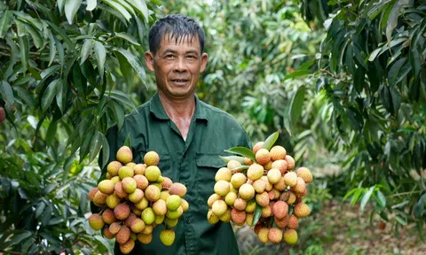 Mùa thu hoạch vải chín sớm Phù Cừ