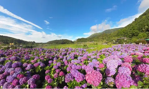Những điểm đến ngắm hoa lý tưởng được Cục du lịch Đài Loan đề xuất tham quan vào mùa hè 2024
