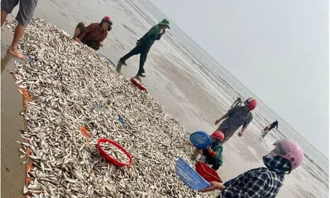 Nghi Sơn - Thanh Hoá: Ngư dân lại trúng đậm hàng tấn cá đù biển