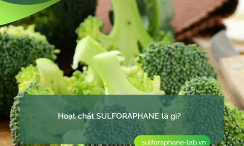 Nghiên cứu về hoạt chất sulforaphane trong điều trị ung thư