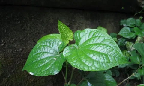 Đằng sau vị nồng, lá lốt không chỉ là gia vị mà còn là liều thuốc từ thiên nhiên