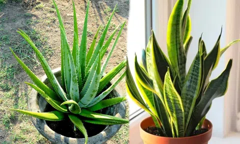 Mách bạn 7 loại cây quen thuộc, giúp thanh lọc không khí trong nhà: Rẻ mà chất