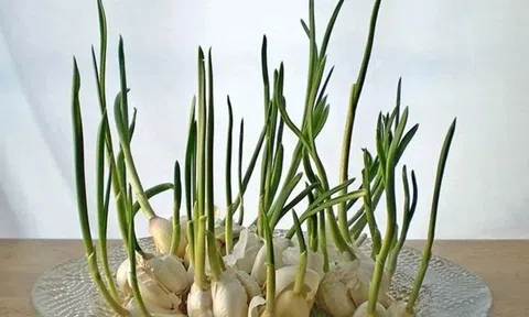 Bà nội trợ nằm lòng 3 thực phẩm mặc dù mọc mầm nhưng không độc, gấp đôi dinh dưỡng