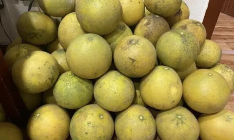 Tết cận kề, cách trữ bưởi để không bị thối: Xuống nước ăn lại ngọt đến lạ