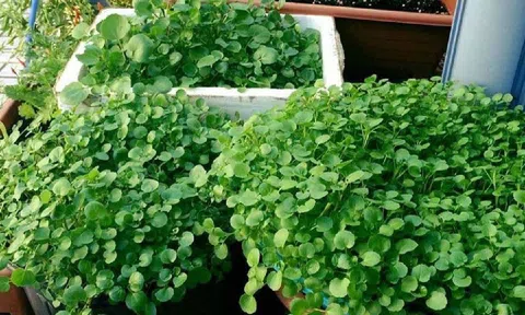 Loại rau chữa 'đủ bệnh' chuẩn bị đến mùa, còn là nguyên liệu không thể thiếu trong các nồi lẩu
