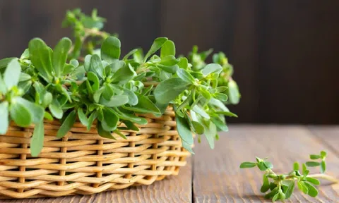 Top 3 loại rau được chuyên gia đánh giá gia tăng tuổi thọ: Ăn vào tốt ngang nhân sâm tổ yến dù giá cực 'bèo'