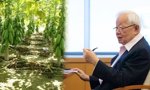 Tỷ phú 92 tuổi tiết lộ phương pháp bảo vệ dạ dày: Hóa ra sử dụng loại quả 'rẻ bèo' đang vào mùa ở Việt Nam