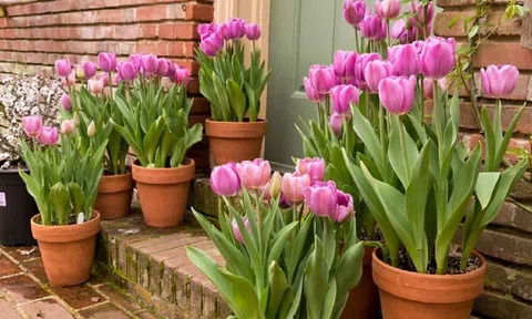 Những loại hoa không nên trồng trong nhà: Ảnh hưởng đến sự hòa hợp vợ chồng, vượng khí gia chủ